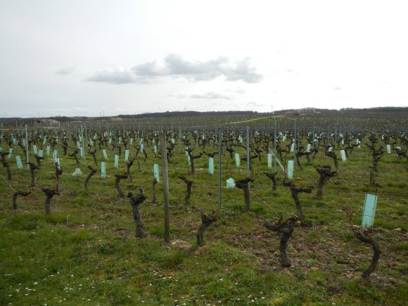 Coteaux de Saumur