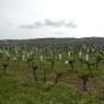 Tours - Saumur (II)