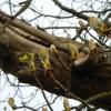 Premiers bourgeons