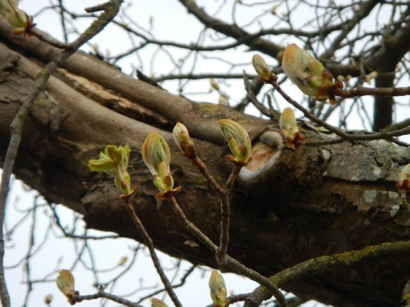 Premiers bourgeons