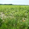 24-06-2018 (Saint-Mathurin-sur-Loire - Vouvray)