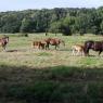 24-06-2018 (Saint-Mathurin-sur-Loire - Vouvray)